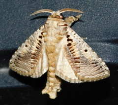 Teragra althodes