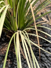 Xanthorrhoea media