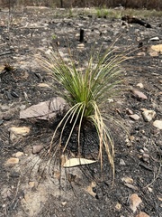Xanthorrhoea media