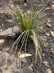 Xanthorrhoea media