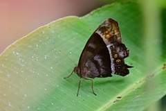 Taygetis thamyra
