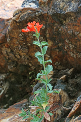 Epilobium canum garrettii