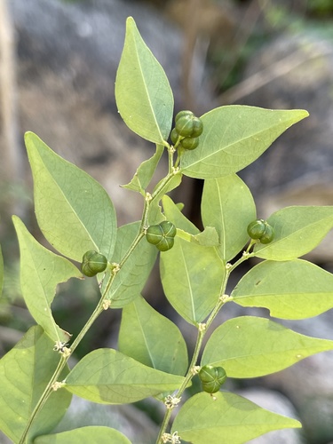 Phyllanthus acuminatus, 2021-11-01