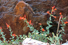 Epilobium canum garrettii