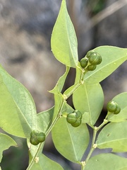 Phyllanthus acuminatus