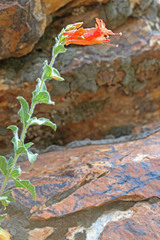 Epilobium canum garrettii
