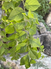 Phyllanthus acuminatus