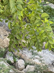 Phyllanthus acuminatus