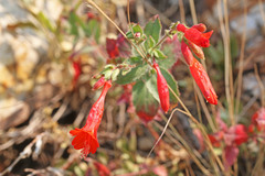 Epilobium canum garrettii