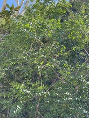 Phyllanthus acuminatus