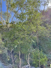 Phyllanthus acuminatus