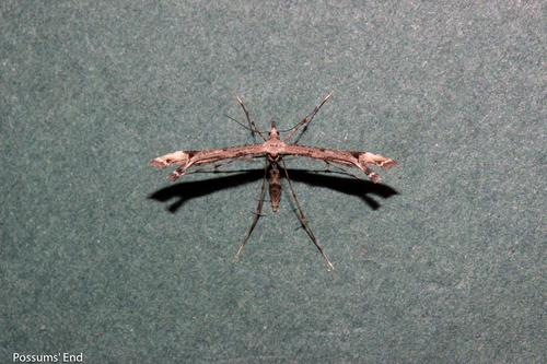 Amblyptilia repletalis photo 4