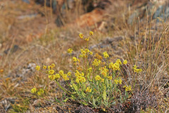 Eriogonum brevicaule brevicaule