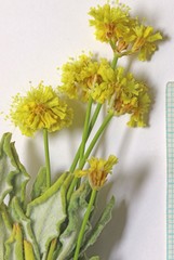 Eriogonum brevicaule brevicaule