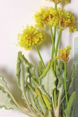 Eriogonum brevicaule brevicaule