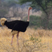 Ostriches - Photo (c) Ad Konings, some rights reserved (CC BY-NC), uploaded by Ad Konings