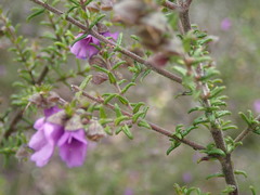 Prostanthera decussata