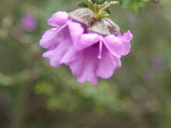 Prostanthera decussata