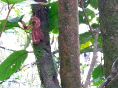 Craspedocephalus puniceus