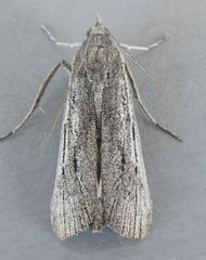 Cahela ponderosella