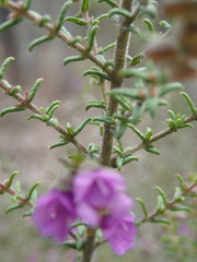 Prostanthera decussata