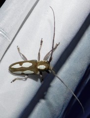 Prosopocera paykulli