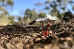 Drosera praefolia