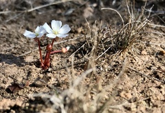 Drosera praefolia