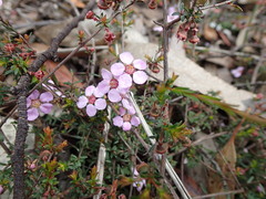 Euryomyrtus ramosissima ramosissima