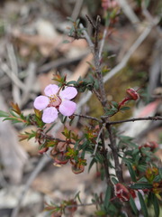 Euryomyrtus ramosissima ramosissima