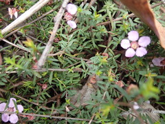 Euryomyrtus ramosissima ramosissima