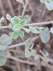 Rhynchosia schimperi