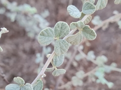 Rhynchosia schimperi