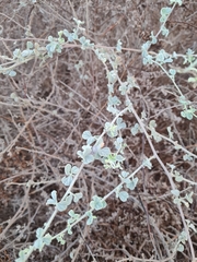 Rhynchosia schimperi