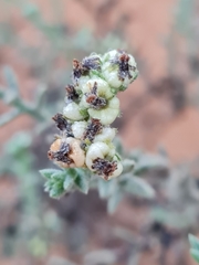 Heliotropium bacciferum