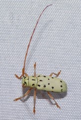 Isochariesthes francoisi