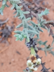 Heliotropium bacciferum