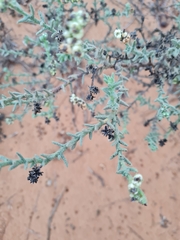 Heliotropium bacciferum