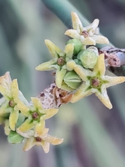 Leptadenia pyrotechnica