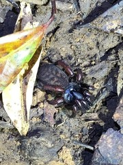 Latouchia formosensis