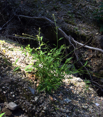 Rorippa divaricata