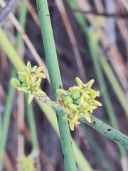 Leptadenia pyrotechnica