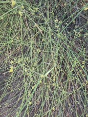 Leptadenia pyrotechnica