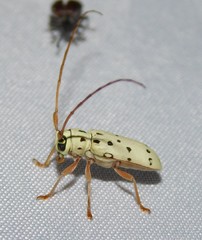 Isochariesthes francoisi