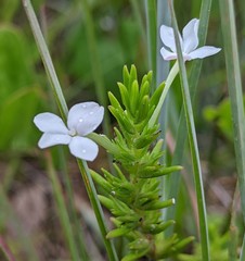Gratiola hispida (Gratiola hispida)