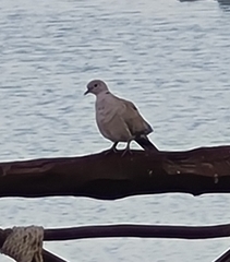 Streptopelia decaocto