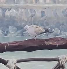 Streptopelia decaocto