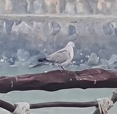 Streptopelia decaocto