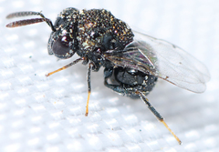 Perilampus chrysopae