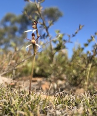 Eriochilus collinus collinus